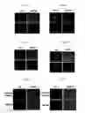 Fig. 06 - NOVEL PROTEIN TRANSFECTION COMPOSITIONS AND USES THEREOF