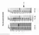 Fig. 07 - Extension sequences for diabodies