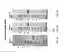 Fig. 09 - Extension sequences for diabodies
