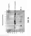 Fig. 22 - Extension sequences for diabodies