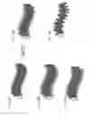 Fig. 49 - Compositions comprising nanostructures for cell, tissue and artificial organ growth, and methods for making and using same