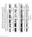 Fig. 43 - Protein activity modification