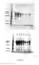 Fig. 06 - Acrylonitrile-based membrane with improved performance