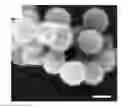 Fig. 01 - Highly aminated self-assembling functionalized mesoporous silica nanoparticles and method of synthesis