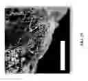 Fig. 28 - Efficient oxidative coupling of methane processes and systems