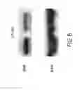 Fig. 07 - STAT6 inhibitors