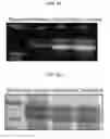 Fig. 07 - Microorganisms with broadened light absorption capability and increased photosynthetic activity