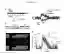 Fig. 04 - SARCOMERE BIOSENSOR AND METHODS OF USE THEREOF