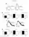 Fig. 05 - SARCOMERE BIOSENSOR AND METHODS OF USE THEREOF