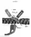 Fig. 08 - SARCOMERE BIOSENSOR AND METHODS OF USE THEREOF