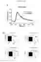 Fig. 15 - SARCOMERE BIOSENSOR AND METHODS OF USE THEREOF