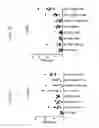 Fig. 06 - LYMPHOTOXIN-BETA RECEPTOR-BINDING AGENTS, TARGETING ANTIBODIES, AND USES THEREOF