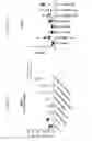 Fig. 08 - LYMPHOTOXIN-BETA RECEPTOR-BINDING AGENTS, TARGETING ANTIBODIES, AND USES THEREOF