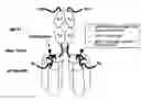 Fig. 01 - Single-Chain Trail-Receptor Agonist Proteins
