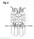 Fig. 09 - Single-Chain Trail-Receptor Agonist Proteins