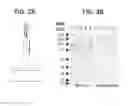 Fig. 03 - Compounds and methods for treating pain