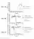 Fig. 08 - Compounds and methods for treating pain