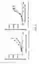 Fig. 22 - Bispecific T cell activating antigen binding molecules