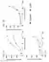 Fig. 32 - Bispecific T cell activating antigen binding molecules