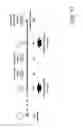 Fig. 40 - Bispecific T cell activating antigen binding molecules