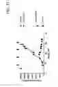 Fig. 44 - Bispecific T cell activating antigen binding molecules