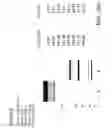 Fig. 46 - Bispecific T cell activating antigen binding molecules