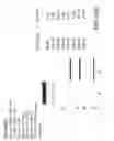 Fig. 53 - Bispecific T cell activating antigen binding molecules
