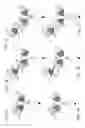 Fig. 02 - Bispecific T cell activating antigen binding molecules