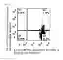 Fig. 09 - Antibody which specifically binds to human CRTH2