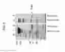 Fig. 07 - MUC1* antibodies