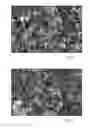 Fig. 07 - Carbon nanostructure preblends and their applications