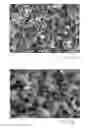 Fig. 08 - Carbon nanostructure preblends and their applications