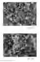 Fig. 09 - Carbon nanostructure preblends and their applications