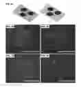 Fig. 02 - Engineered platforms to stabilize both hepatocytes and endothelial cells in vitro