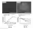 Fig. 09 - Engineered platforms to stabilize both hepatocytes and endothelial cells in vitro