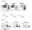 Fig. 02 - METHOD FOR THE INDUCTION AND EXPANSION OF NATURAL KILLER CELLS DERIVED FROM PERIPHERAL BLOOD MONONUCLEAR CELLS