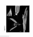 Fig. 12 - OVEREXPRESSION OF PLANT GENES INVOLVED IN PROGRAMMED CELL DEATH FOR YIELD INCREASE
