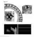 Fig. 16 - OVEREXPRESSION OF PLANT GENES INVOLVED IN PROGRAMMED CELL DEATH FOR YIELD INCREASE