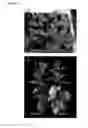 Fig. 20 - OVEREXPRESSION OF PLANT GENES INVOLVED IN PROGRAMMED CELL DEATH FOR YIELD INCREASE
