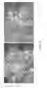 Fig. 06 - Methods and Materials for Conferring Resistance to Pests and Pathogens of Plants