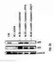 Fig. 04 - Capsid-modified, RAAV3 vector compositions and uses in gene therapy of human liver cancer