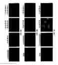 Fig. 09 - Capsid-modified, RAAV3 vector compositions and uses in gene therapy of human liver cancer