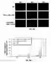 Fig. 41 - Capsid-modified, RAAV3 vector compositions and uses in gene therapy of human liver cancer