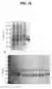 Fig. 10 - Activated formylglycine-generating enzymes and methods of producing and using the same