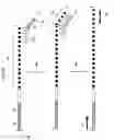 Fig. 13 - Multiplex amplification methods
