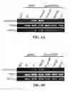 Fig. 05 - Probe combination for detection of cancer