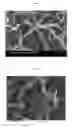 Fig. 02 - DUAL FUNCTION REAGENT, TRANSFER FIBERS, TRANSFER LAYER, AND ABSORBENT ARTICLES