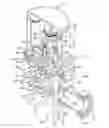 Fig. 01 - Flush valve with relief valve having axially-translatable valve element