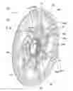Fig. 01 - Brake disc for a bicycle