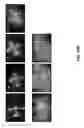 Fig. 34 - COMPRESSED-SENSING ULTRAFAST PHOTOGRAPHY (CUP)